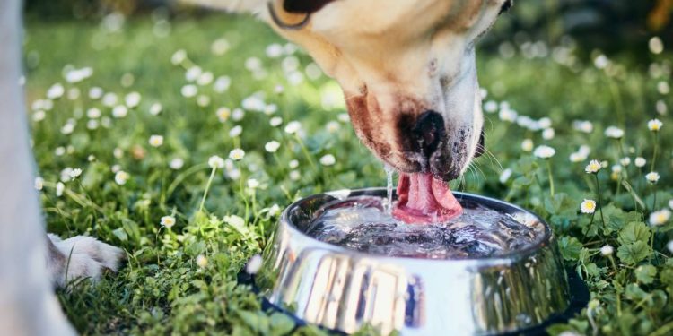 e-seguro-deixar-seu-cachorro-beber-agua-em-tigelas-coletivas?