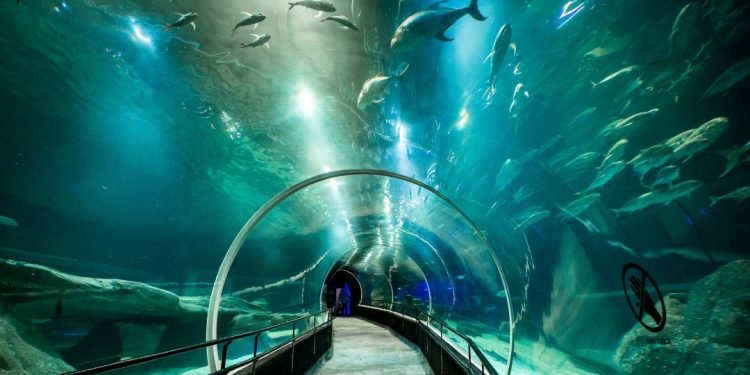 dia-das-maes:-aquario-da-desconto-e-restaurantes-oferecem-mimos