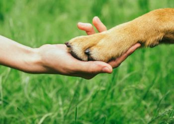 alerj:-audiencia-publica-para-aprimorar-codigo-de-defesa-animal