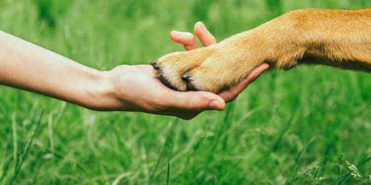 alerj:-audiencia-publica-para-aprimorar-codigo-de-defesa-animal