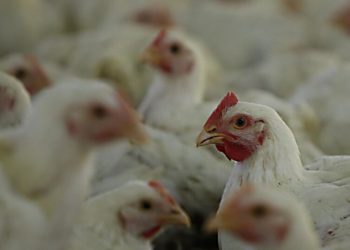 argentina-adere-a-embargo-de-aves-do-brasil-ao-lado-de-china-e-ue