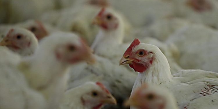argentina-adere-a-embargo-de-aves-do-brasil-ao-lado-de-china-e-ue