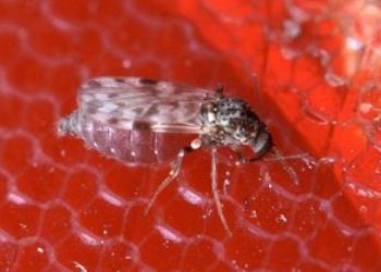 rj-registra-primeira-morte-por-febre-oropouche;-entenda-doenca