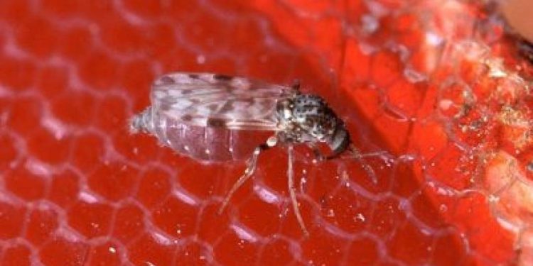 rj-registra-primeira-morte-por-febre-oropouche;-entenda-doenca