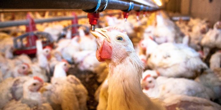 ministerio-da-agricultura-detecta-gripe-aviaria-no-pais;-entenda-o-risco