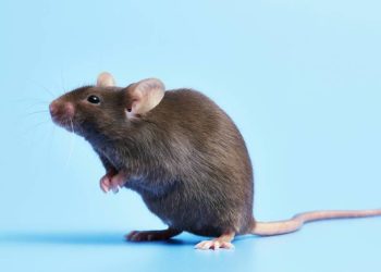 experimento-revela-como-hormonio-pode-promover-perda-de-peso