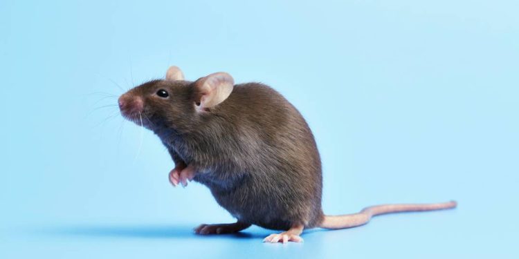 experimento-revela-como-hormonio-pode-promover-perda-de-peso