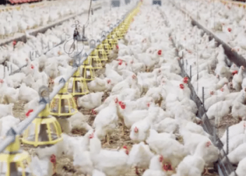 1o-caso-de-gripe-aviaria-foi-em-granja-de-aves-matrizes:-o-que-elas-sao?