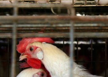 boa-noticia:-teste-descarta-gripe-aviaria-em-trabalhador-de-montenegro-no-rs