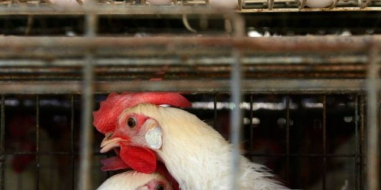 boa-noticia:-teste-descarta-gripe-aviaria-em-trabalhador-de-montenegro-no-rs