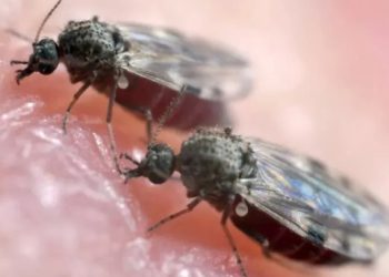 rio-confirma-mais-duas-mortes-por-febre-oropouche;-veja-como-se-proteger