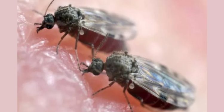 rio-confirma-mais-duas-mortes-por-febre-oropouche;-veja-como-se-proteger