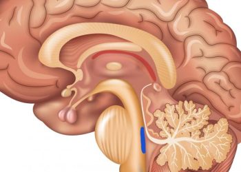 ‘ponto-azul’-do-cerebro:-a-chave-para-antecipar-diagnostico-de-alzheimer?