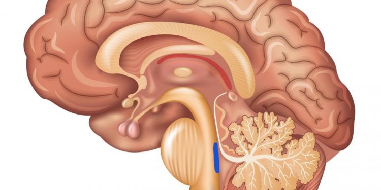 ‘ponto-azul’-do-cerebro:-a-chave-para-antecipar-diagnostico-de-alzheimer?