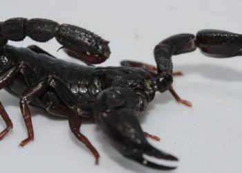 toxina-de-escorpiao-da-amazonia-e-capaz-de-matar-celulas-de-cancer-de-mama