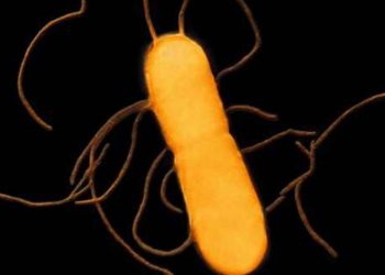 surto-bacteriano-ligado-a-macarrao-de-mercado-leva-a-morte-ao-menos-3-americanos