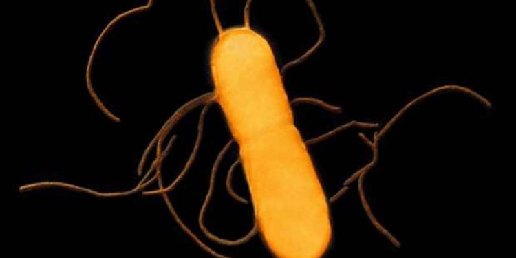 surto-bacteriano-ligado-a-macarrao-de-mercado-leva-a-morte-ao-menos-3-americanos