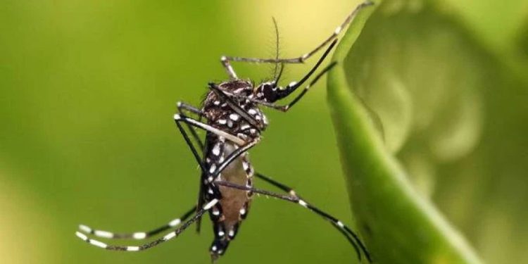 eua-se-preparam-para-um-‘novo-normal’-com-dengue