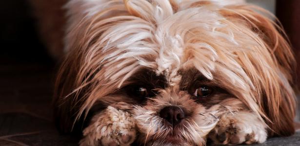 por-que-achamos-os-cachorros-tao-fofos?-a-ciencia-e-a-genetica-explicam