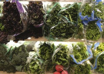 consea-pretende-inserir-discussao-sobre-seguranca-alimentar-na-cop30