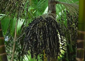 produtores-de-acai-sentem-impacto-do-tarifaco-e-temem-queda-nas-vendas