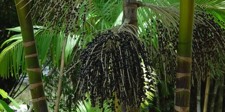 produtores-de-acai-sentem-impacto-do-tarifaco-e-temem-queda-nas-vendas