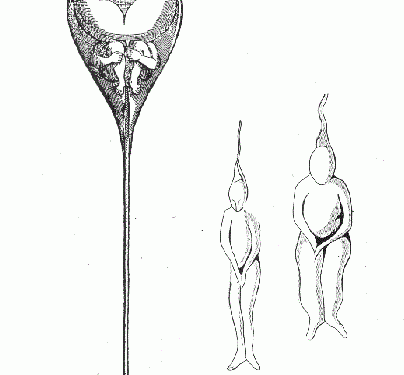 ovos-humanos-e-sapos-com-calca:-as-bizarrices-por-tras-da-ciencia-da-gestacao