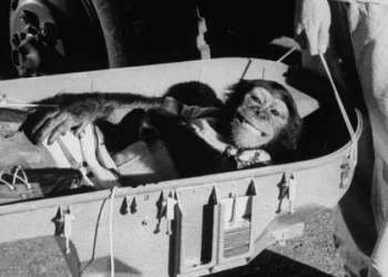 antes-da-‘arca-de-noe’-russa:-os-animais-que-ja-foram-enviados-ao-espaco