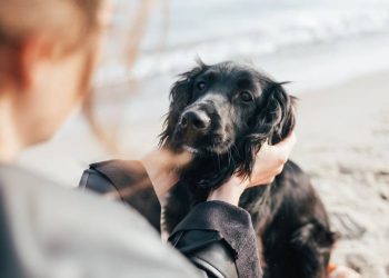 as-descobertas-da-veterinaria-que-podem-ajudar-seu-pet-a-viver-mais