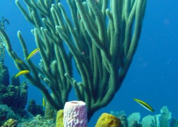 esponjas-podem-ter-sido-os-primeiros-animais-da-terra,-revela-estudo