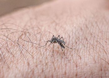 pesquisa-define-nova-nomenclatura-para-virus-da-dengue