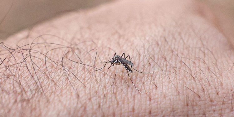 pesquisa-define-nova-nomenclatura-para-virus-da-dengue