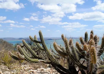 ceara-tem-3.226-hectares-de-caatinga-ocupados-por-usinas-solares