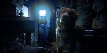 antes-de-ver-‘bom-menino’,-conheca-site-que-alerta-se-cachorros-morrem-em-filmes