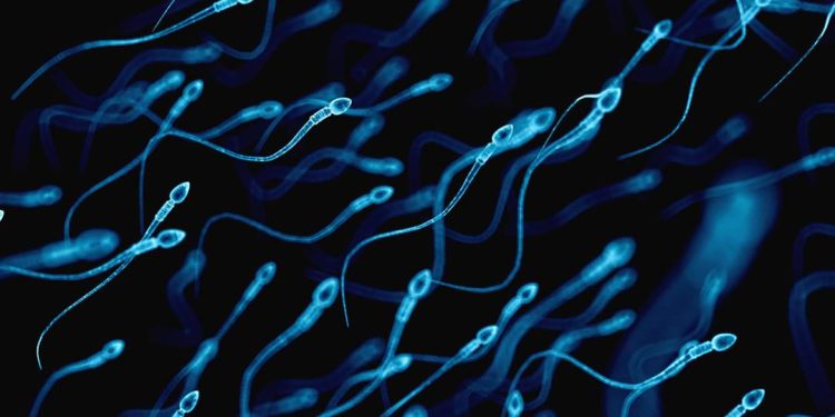 espermatozoides-acumulam-alteracoes-ligadas-a-doencas-em-filhos-de-pais-mais-velhos