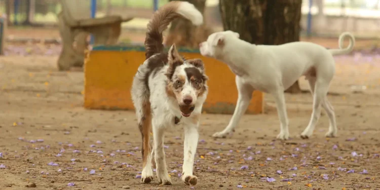 propatinhas:-10-mil-caes-e-gatos-do-df-vao-receber-microchips