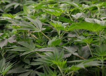 anvisa-autoriza-embrapa-a-pesquisar-cultivo-de-cannabis-para-fins-medicinais