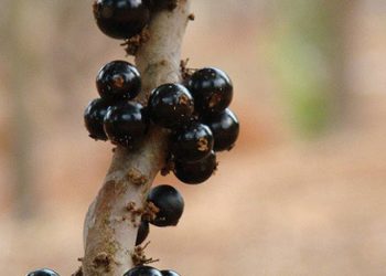 motivos-para-pensar-duas-vezes-antes-de-descartar-a-casca-da-jabuticaba