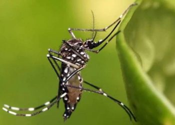 anvisa-aprova-vacina-contra-dengue-do-instituto-butantan