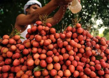 a-hora-e-a-vez-da-lichia:-conheca-nutrientes-e-beneficios-da-fruta-que-bomba-no-fim-do-ano