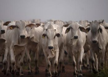 acordo-ue-mercosul-abre-caminho-para-ganhos-no-agro-e-desmatamento-zero