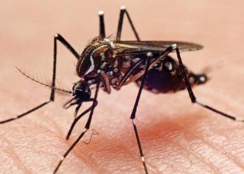 sp-confirma-primeira-morte-por-dengue-em-2026;-pais-ja-soma-11-mil-casos-provaveis-da-doenca