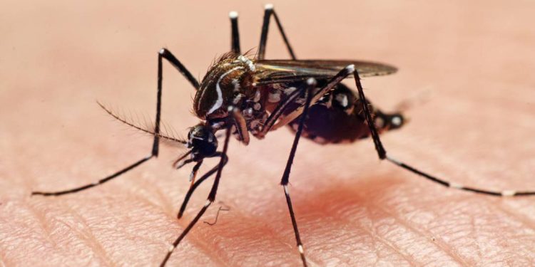 sp-confirma-primeira-morte-por-dengue-em-2026;-pais-ja-soma-11-mil-casos-provaveis-da-doenca