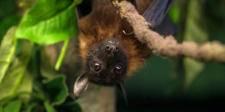 virus-nipah:-entenda-quem-e-o-patogeno-letal-que-preocupa-a-asia-e-se-ha-risco-de-pandemia
