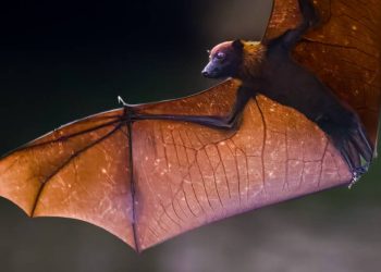 conheca-a-raposa-voadora,-especie-de-morcego-gigante-que-hospeda-virus-nipah