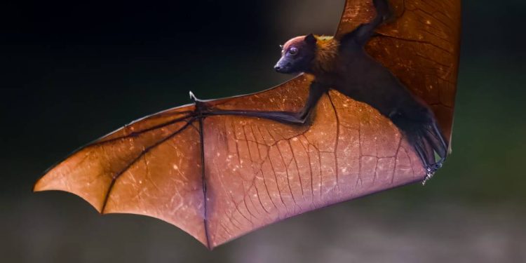conheca-a-raposa-voadora,-especie-de-morcego-gigante-que-hospeda-virus-nipah