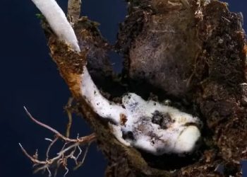 fungo-zumbi-e-descoberto-na-mata-atlantica-do-rio