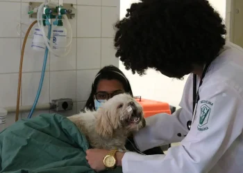 exercicio-ilegal-da-medicina-veterinaria-passa-a-ser-crime