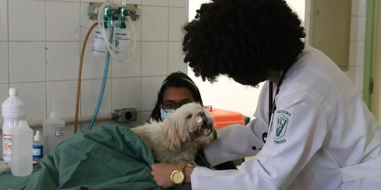 exercicio-ilegal-da-medicina-veterinaria-passa-a-ser-crime