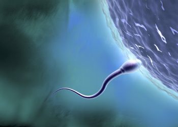 ovulo-pode-funcionar-como-‘maquina-de-reparo’-de-espermatozoides-mais-velhos